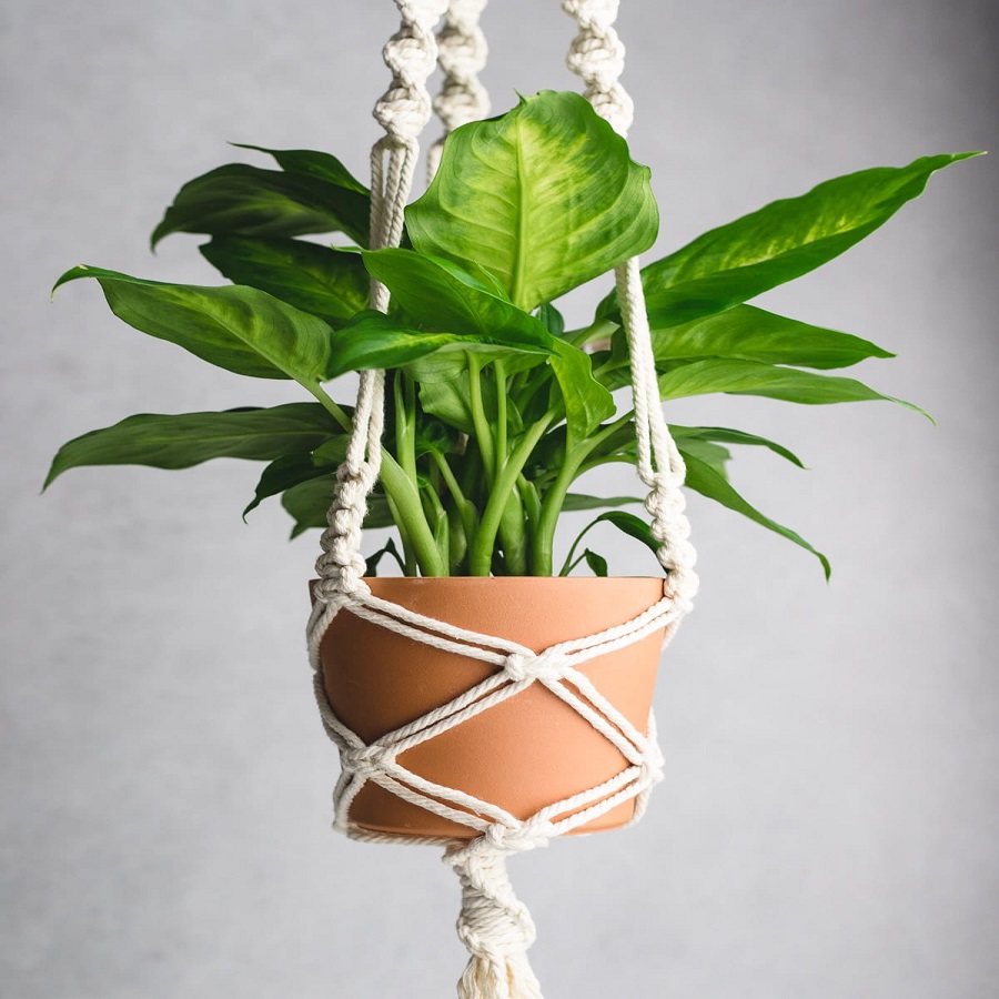 diy plant hanger